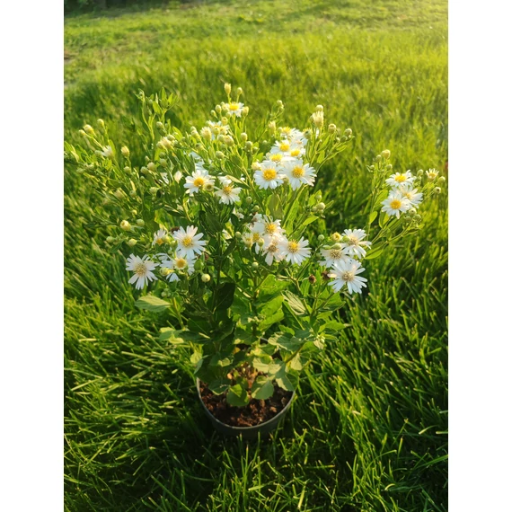 Őszirózsa (Aster dumosus 'Lady in Blue' , Aster ageratoides 'Starshine' , Aster dumosus 'Jenny')