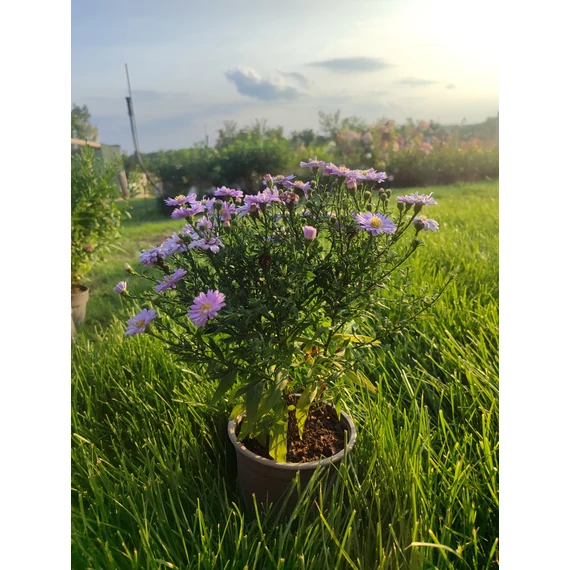 Őszirózsa (Aster dumosus 'Lady in Blue' , Aster ageratoides 'Starshine' , Aster dumosus 'Jenny')