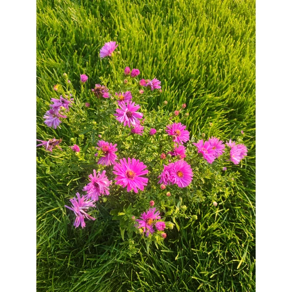Őszirózsa (Aster dumosus 'Lady in Blue' , Aster ageratoides 'Starshine' , Aster dumosus 'Jenny')