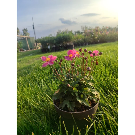 Szellőrózsa (Anemone x hybrida 'Little Breeze Kiss')