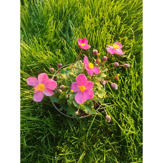 Szellőrózsa (Anemone x hybrida 'Little Breeze Kiss')