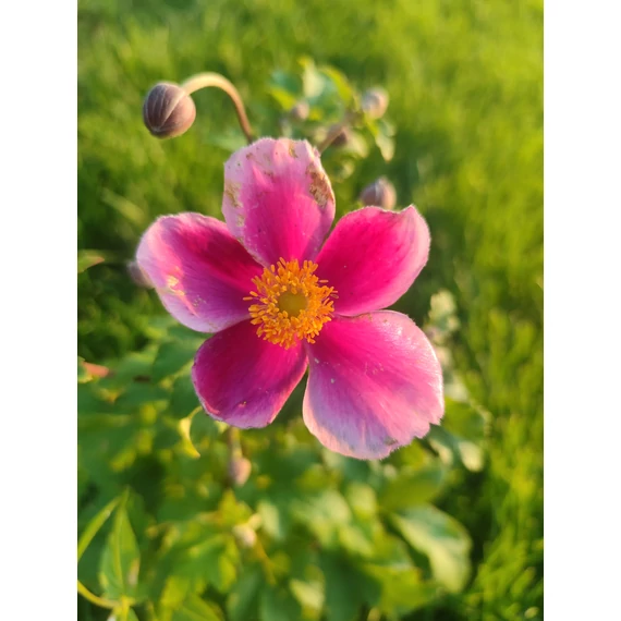 Szellőrózsa (Anemone x hybrida 'Little Breeze Kiss')