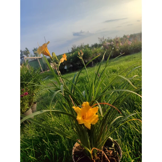 Sásliliom (Hemerocallis)