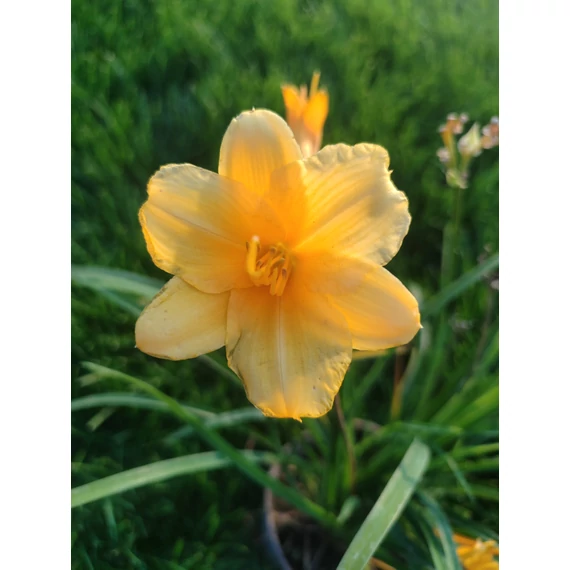 Sásliliom (Hemerocallis)