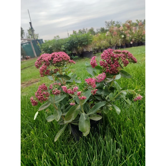 Pompás varjúháj (Sedum spectabile 'Brillant')