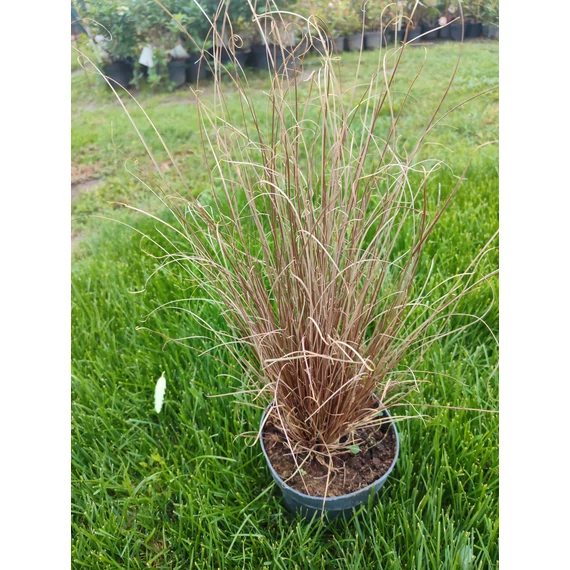 Bronco sás (Carex comans “Bronco”)