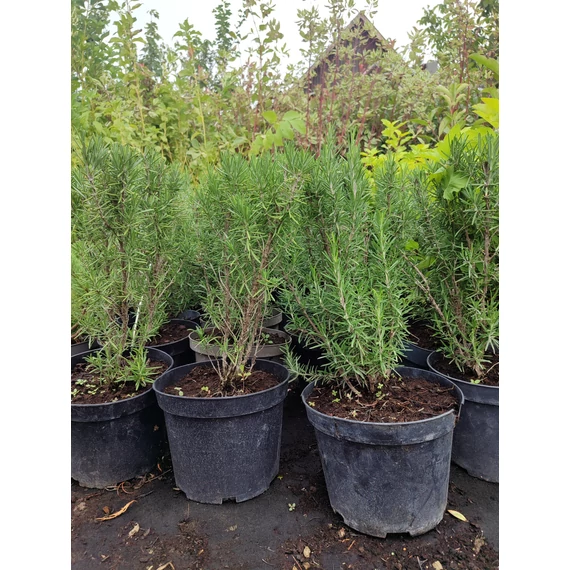 Rozmaring (Salvia rosmarinus)