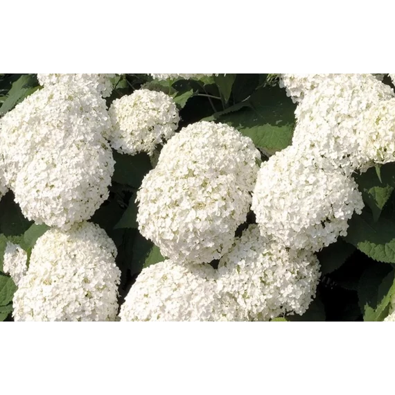 Cserjés hortenzia (Hydrangea arborescens 'Annabelle')