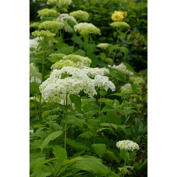 Cserjés hortenzia (Hydrangea arborescens 'Annabelle')