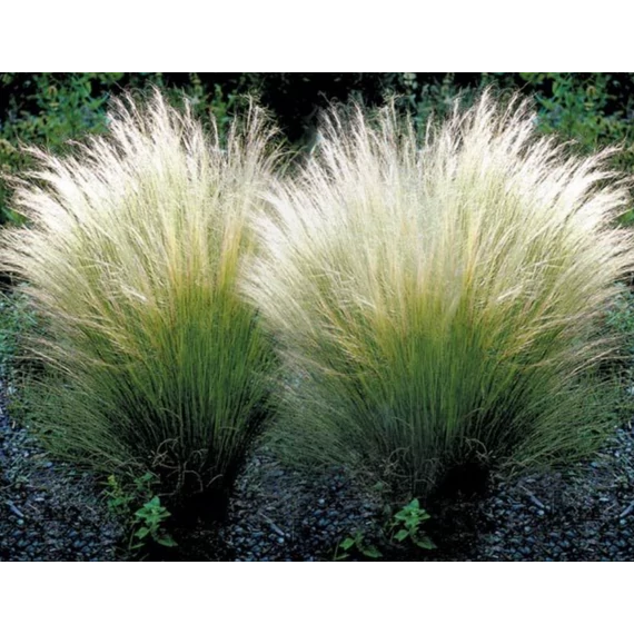 Árvalányhaj (Stipa tenuissima)