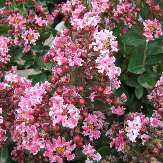 Selyemmirtusz (Lagerstroemia 'Berlingot Menthe')