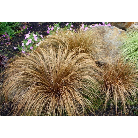 Bronco sás (Carex comans “Bronco”)