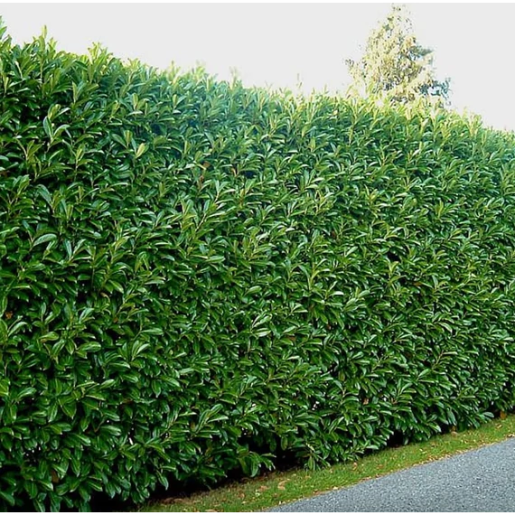 Babérmeggy (Novita) földlabdás 100-120 cm