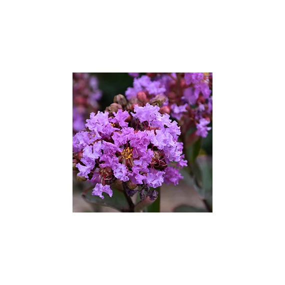 Selyemmirtusz (Lagerstroemia 'Petite Orchid')