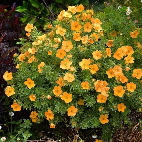 Narancssárga virágú cserjés pimpó (Potentilla fruticosa 'Tangerine')