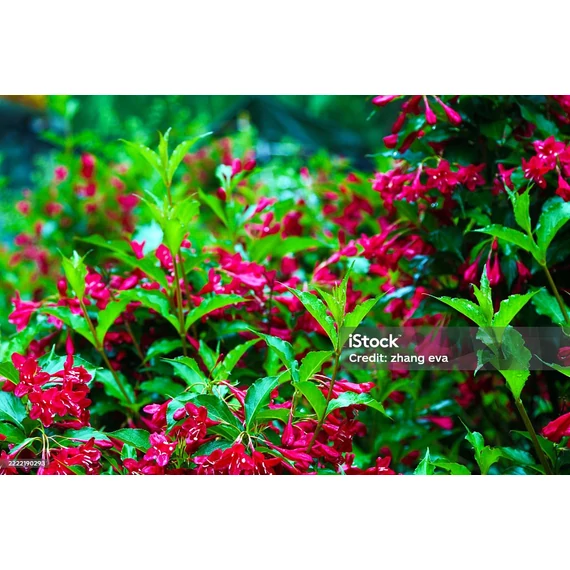 Rózsalonc (Weigela florida 'Red Prince')