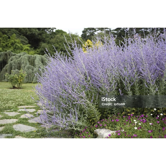 Kék sudárzsálya (Perovskia atriplicifolia)