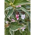 Tarka levelű rózsalonc (Weigela florida ‘Variegata’)