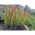 Japán vérfű (Imperata cylindrica 