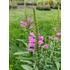 Füzérajak (Physostegia virginiana 'Vivid')