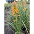 Fáklyaliliom (Kniphofia 'Poco Orange')