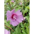Mályvacserje (Hibiscus syriacus 'Maike')