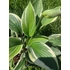 Árnyékliliom (Hosta)