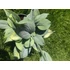 Árnyékliliom (Hosta)