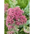 Pompás varjúháj (Sedum spectabile 'Brillant')