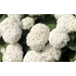 Cserjés hortenzia (Hydrangea arborescens 'Annabelle')