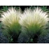 Árvalányhaj (Stipa tenuissima)