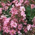 Selyemmirtusz (Lagerstroemia 'Berlingot Menthe')