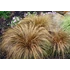 Bronco sás (Carex comans “Bronco”)
