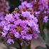 Selyemmirtusz (Lagerstroemia 'Petite Orchid')