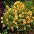 Narancssárga virágú cserjés pimpó (Potentilla fruticosa 'Tangerine')